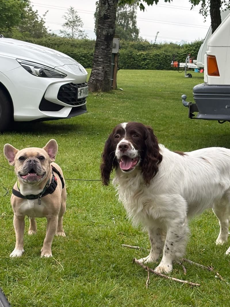 A French bulldog and a springer spaniel standing together on grass outside