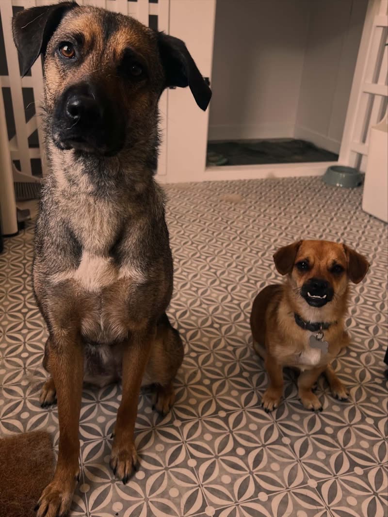 A large tan-and-black dog and a small terrier sitting side by side indoors on a patterned tiled floor