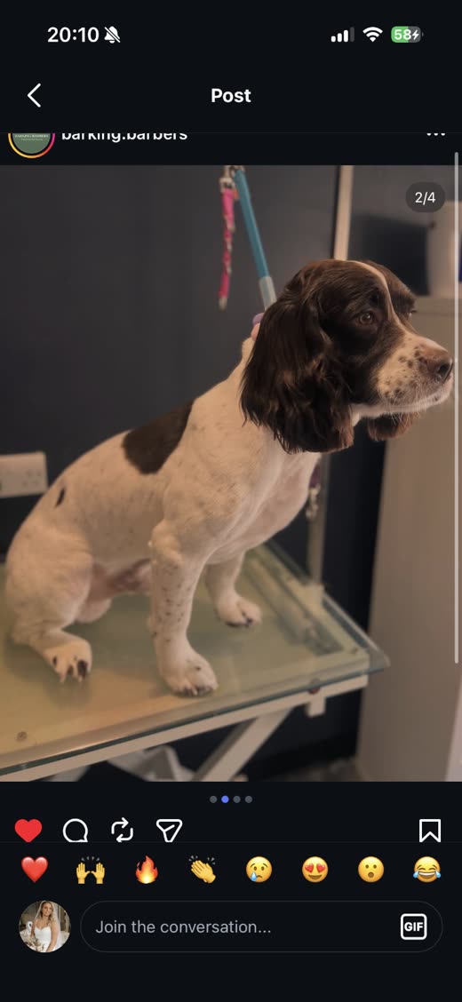 A freshly groomed springer spaniel standing on a grooming table