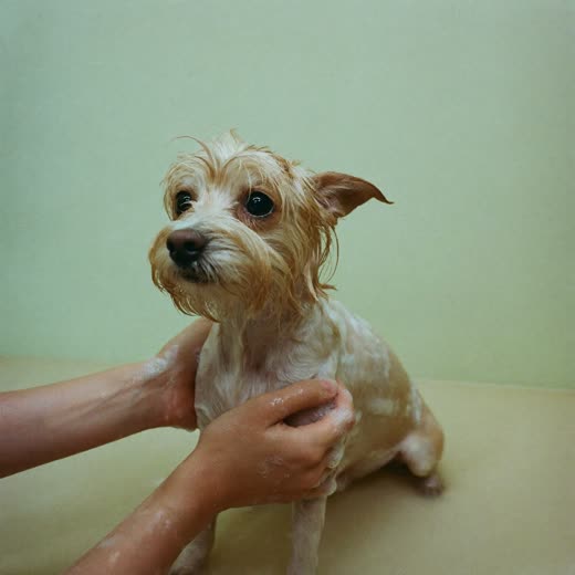 A wet dog being bathed at a grooming bath
