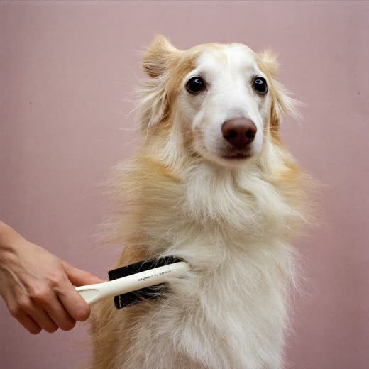 A dog being hand-brushed with a slicker brush